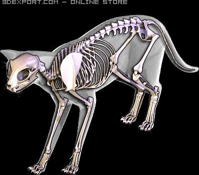 Cat anatomy 3D Model
