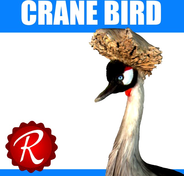 Grey Cranebird 3D Model
