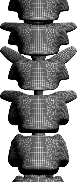 Human Spine MAX 2010 3D Model