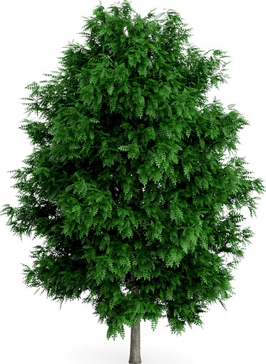 Rowan Tree (Sorbus aucuparia) 7.9m