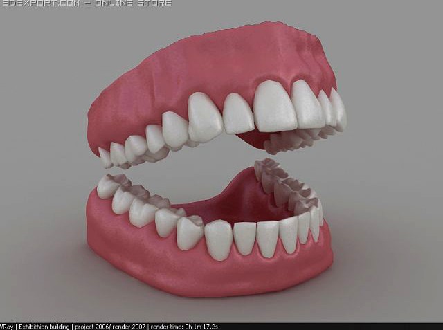 3d dentition 3D Model