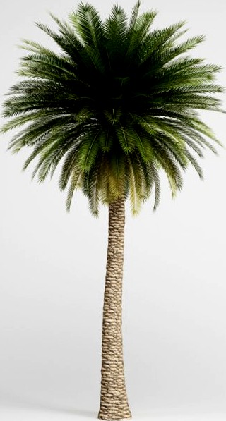 CGAxis Canary Island Date Palm 11 3D Model
