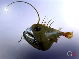 Angler fish - ANGUS