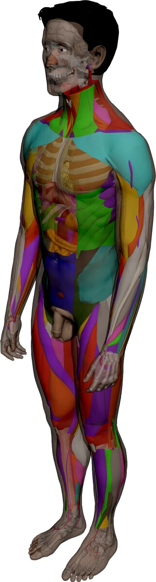 Human Male Complete Anatomy