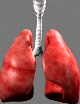 Lungs3d model