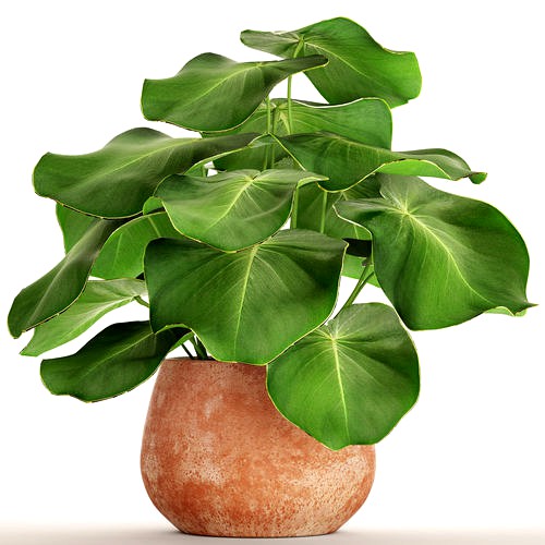 Tropical plant in pot