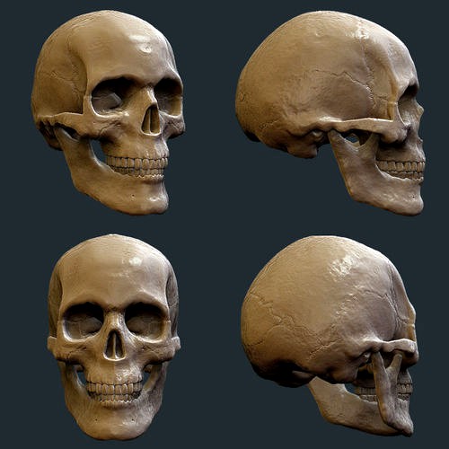 skull