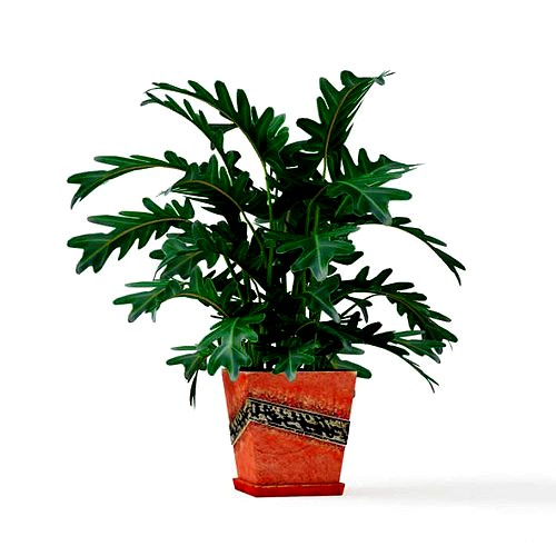 Orange Potted Plant