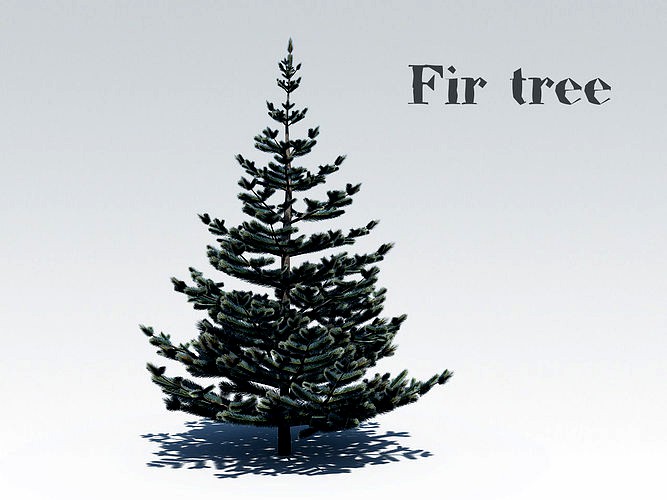 Fir tree