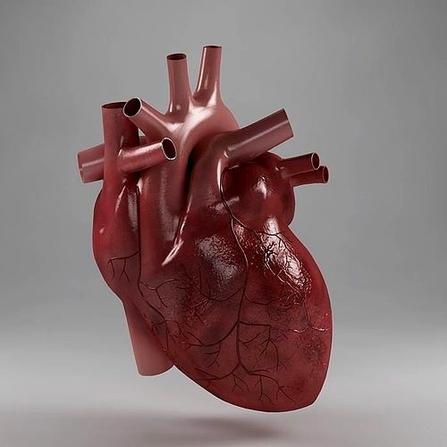 Anatomy heart