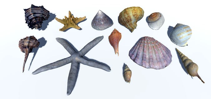 Seashells and Starfishes Vol 2