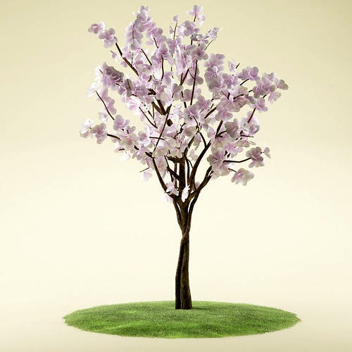 Flower tree magnolia 01