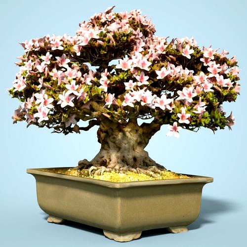 Satsuki Bonsai Tree Blossom 15