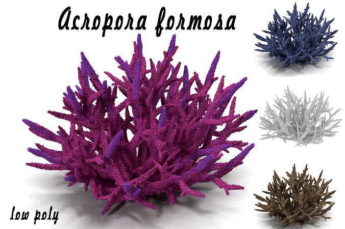 Acropora formosa low poly