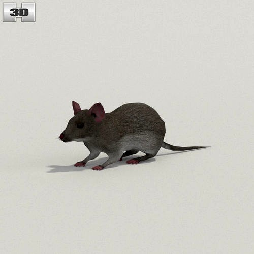 Mouse Gray