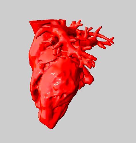 Anatomical Human Heart | 3D