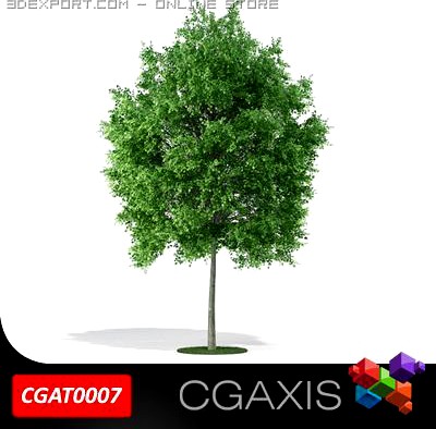 Tree Deciduous CGAXIS 07 3D Model