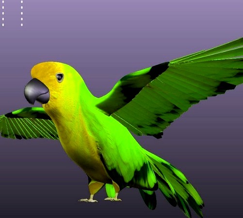 Parrot B