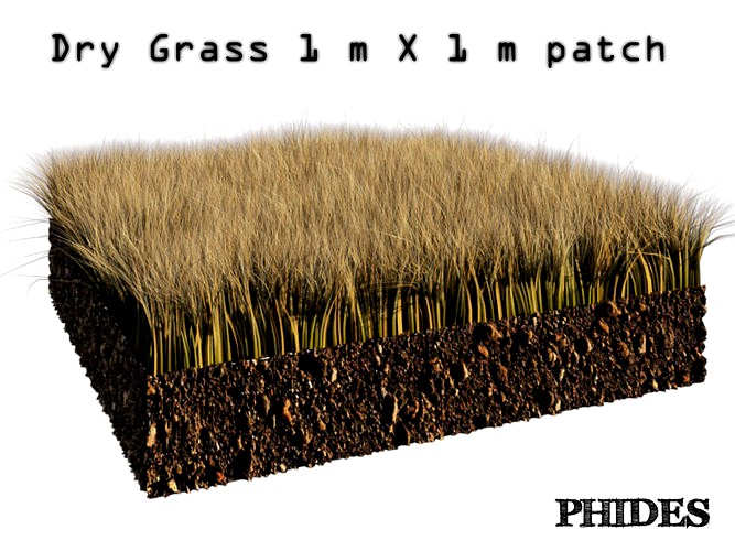 Dry grass 1