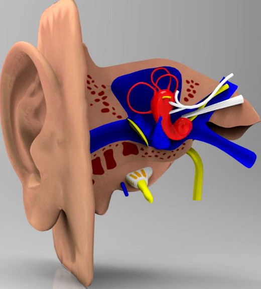 Human Ear 3D Model