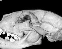 Panthera leo, Lion Skull