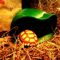 Tortoise Shelter (without pole)