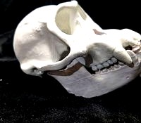 High Resolution Replica Scan Chimpanzee Skull Full Size