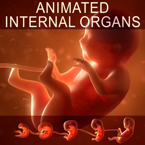 Human embryo fetus with internal organs Animation of development