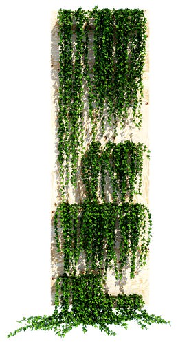 Planter box ivy