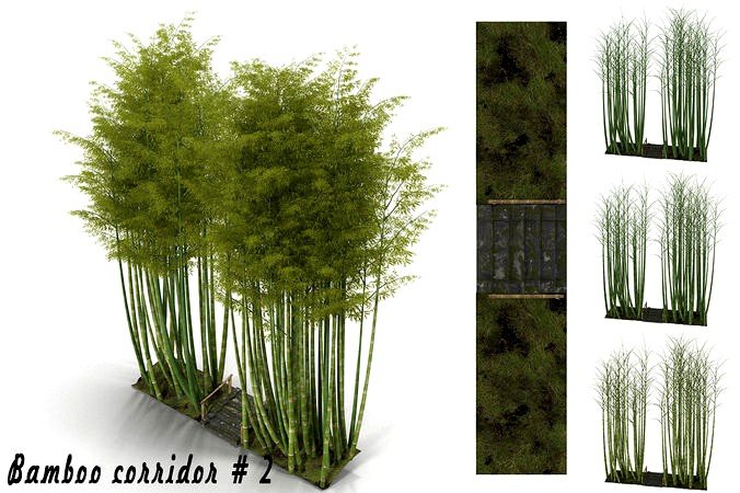 Bamboo corridor 2
