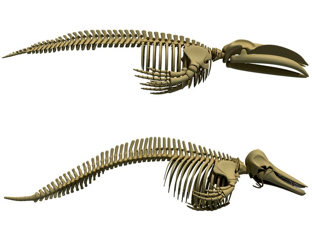 Detailed Whale and Dolphin Skeleton