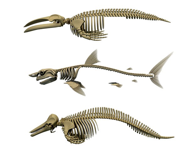 3 Aquatic Animal Skeletons