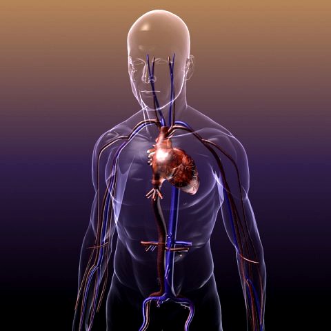 Circulatory System Anatomy in a Human Body 3D Model