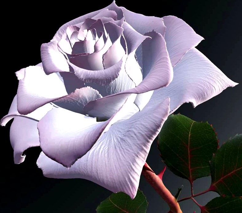 White and pink rose