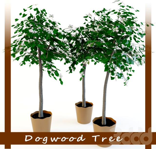 Дерево Кизил (Dogwood tree)