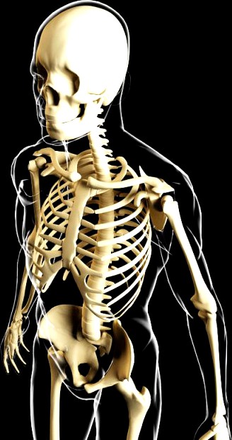 Skeleton and human body 3D Model