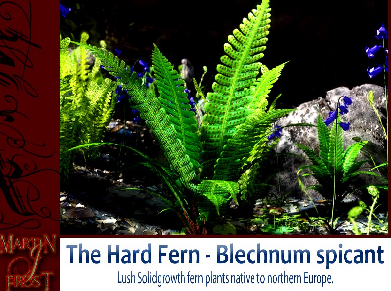 Blechnum spicant  - The Hard Fern