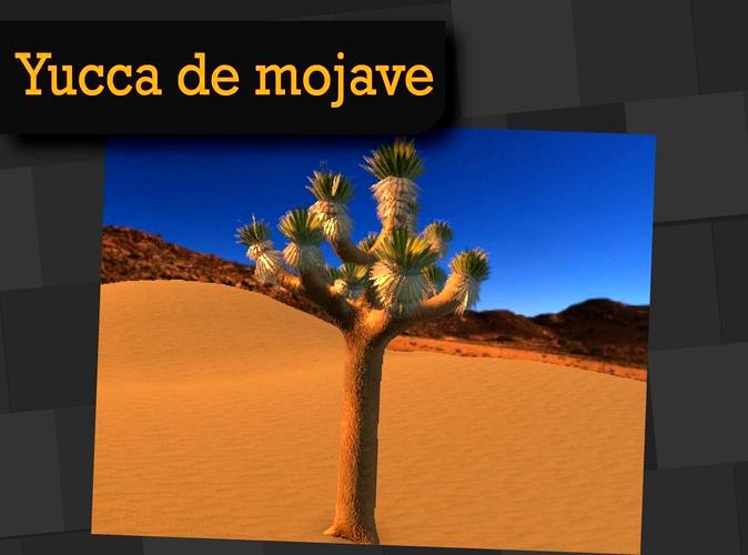 Yucca de mojave Mexican Plant