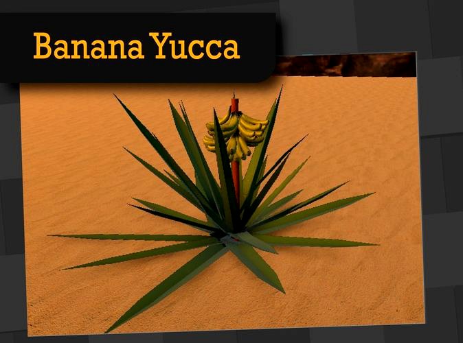 Banana Yucca