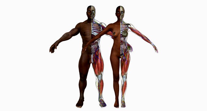 African American Male Female Complete Anatomy