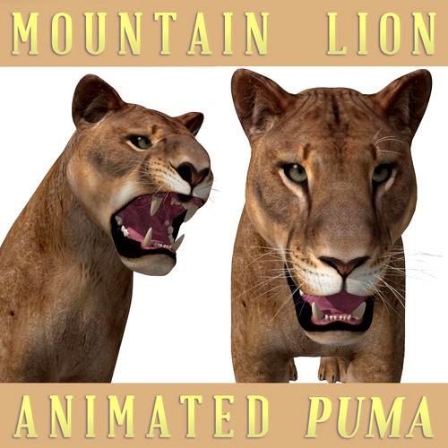 Mountain lion - 3d model