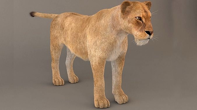 Lioness Fur Model