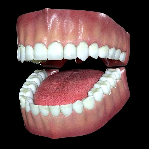 Teeth and Gums