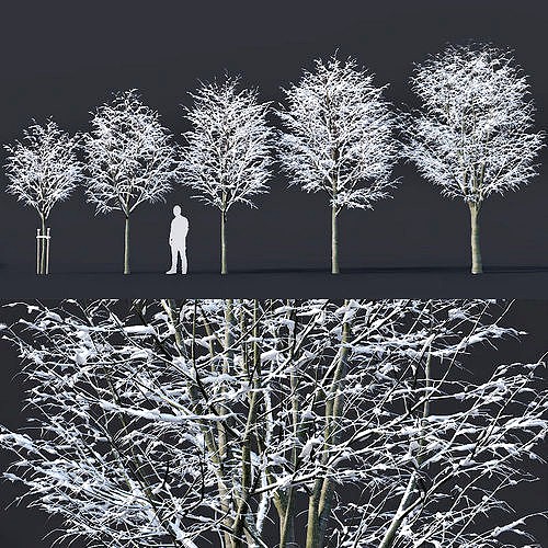 Tilia europaea Nr 5 H4-6m Five winter tree set