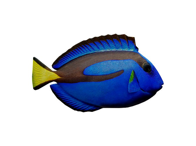 blue tang