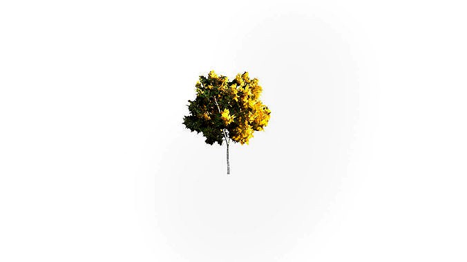 Low Poly Tree Autumn Stylish