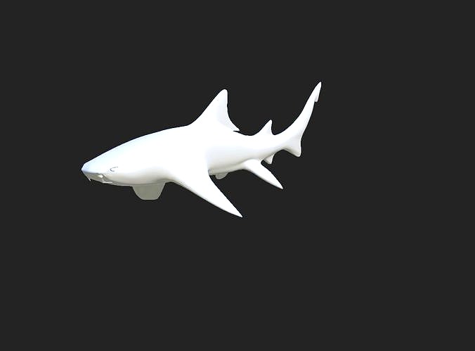 Smooth Leopard Shark model