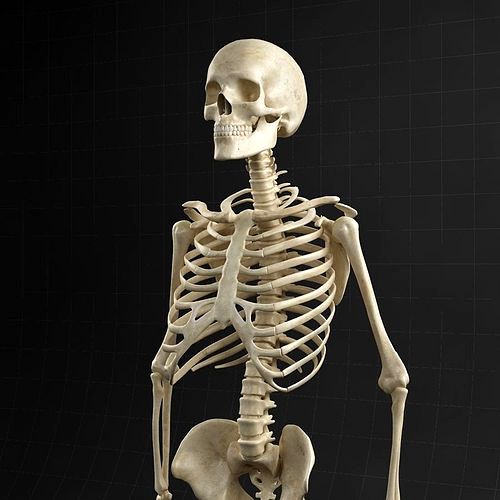 Anatomy skeleton 01