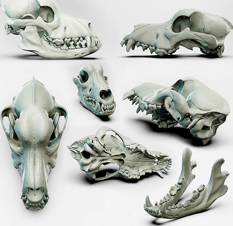 Canine skull for the Medical Area 3D model 3D model