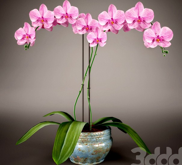 Phalaenopsis Orchid